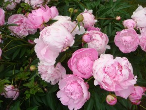 pink peony blossoms
