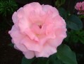 close up pink rose
