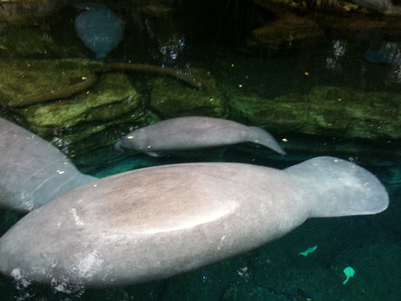 two manatees
