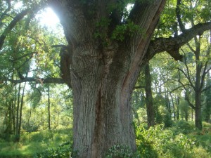 The Ash Tree