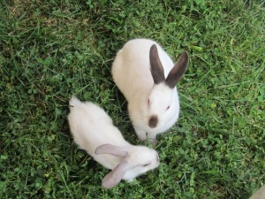 two bunnies