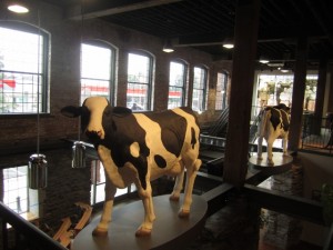 cow - indoors Turkey Hill
