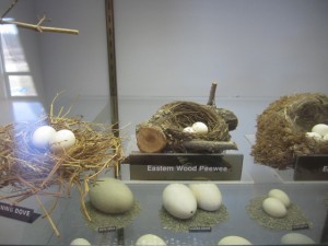 even more bird eggs