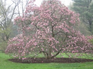magnolia tree pink