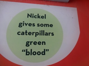 nickel gives caterpillars green blood