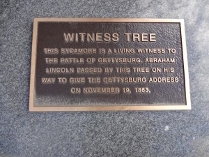 Witness Tree Plaque