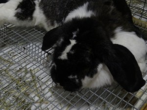 black and white bunny
