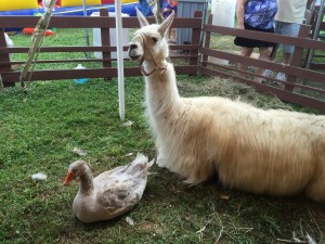 Llama and a goose